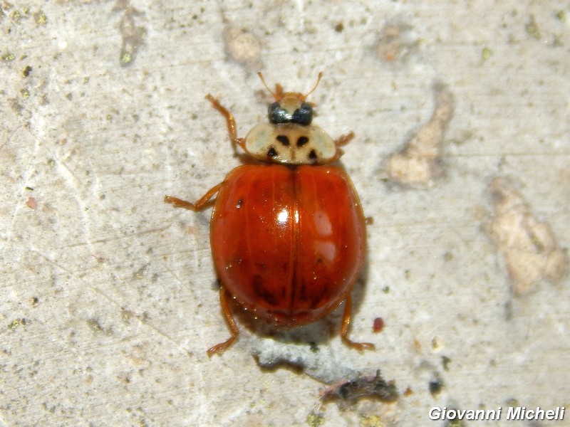 Coccinelle: tutte Harmonia axiridis